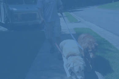 Dog Walking Services Alexandria VA